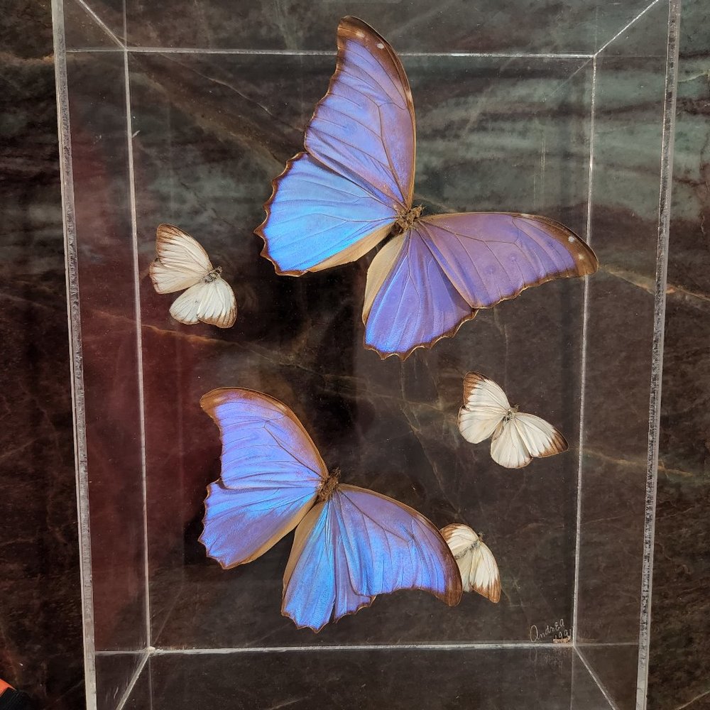 MORPHO BLUE  BUTTERFLIES  In Acrylic Box Display.